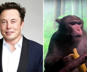 Nhân viên của Elon Musk đâm đơn kiện vì phải làm việc với khỉ bị nhiễm virus