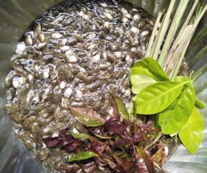 Rùng mình với 'đặc sản' nòng nọc ở vùng cao Quảng Ngãi
