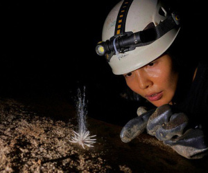 Vẻ kỳ lạ của loài 'thủy quái' vừa được phát hiện ở Phong Nha - Kẻ Bàng