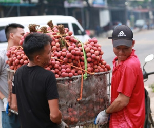 Bắc Giang: Người dân phấn khởi vì giá vải thiều cao chưa từng có, gần 100.000 đồng/kg