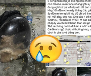 Chú mèo giá 80 triệu chết ngạt sau 5 tiếng trong cốp xe vận chuyển, thái độ của lái xe gây bức xúc khiến chủ mèo phải báo công an