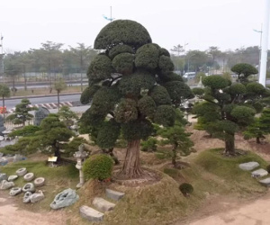 Hé lộ 'áp lực' chuyện chăm sóc vườn tùng la hán 11.000m2, riêng 1 cây có giá bằng cả căn chung cư Hà Nội
