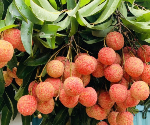 Vải thiều mất mùa chưa từng thấy, nông dân Bắc Giang vẫn kiếm tiền kỷ lục