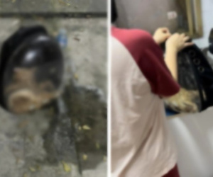 Toàn cảnh vụ mèo 80 triệu bị lái xe để trong cốp sốc nhiệt đến chết: Chủ muốn lời xin lỗi, tài xế đáp 'không có gì để nói'