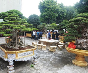 Đại gia Phú Thọ sở hữu '1 trong 10 vườn cây cảnh đẹp nhất thế giới', có cây trị giá 50 tỷ