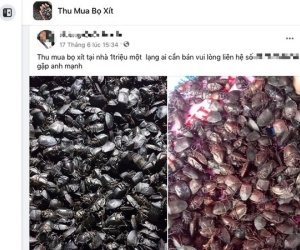 Giật mình giá mua bọ xít bán cho thương lái Trung Quốc