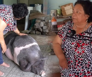 Chú heo 200kg biết tự mở vòi nước để tắm, bà chủ tiết lộ định nuôi để thịt nhưng đổi ý vì một chuyện lạ