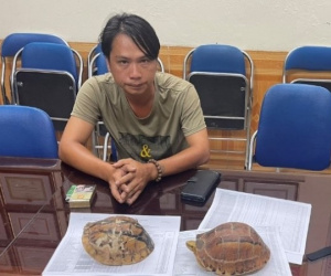 Vướng lao lý vì bán rùa quý hiếm