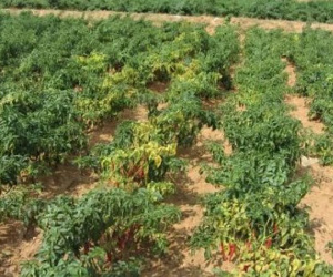 Trung Quốc và Lào đang mạnh tay thu mua một loại quả bán đầy chợ tại Việt Nam: Thu 18 triệu USD trong nửa đầu năm, đồng bằng sông Cửu Long là ‘thủ phủ’