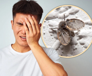 Mất một bên mắt chỉ vì đập con ruồi đậu trên mặt