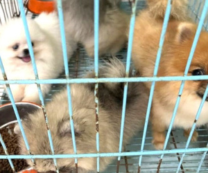Bắt hai đối tượng trộm đàn thú cưng giá trị lớn