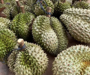 Nhà vườn xót ruột khi giá sầu riêng liên tục hạ