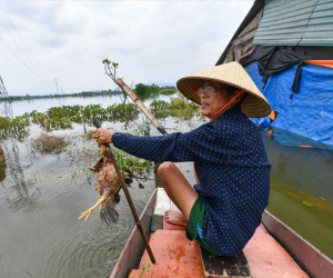 5 ngày sống cô lập trên biển nước ở ngoại thành Hà Nội