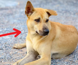 Hai người đàn ông cãi nhau về chuyện con chó, 1 bên lấy súng ra bắn khiến hàng xóm khác chết oan