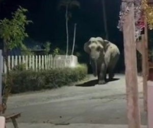 Video: Chú voi khổng lồ 'ghé thăm' ngôi làng lúc nửa đêm