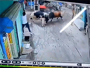 Ông chủ 'đen đủi' vạ lây khi cố cứu cửa nhà hàng khỏi hai con bò điên