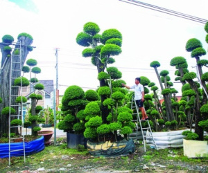 Làm nghề 'thổi hồn' cho cây, mỗi tháng kiếm 30 - 40 triệu đồng