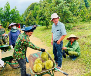 Mục kích vườn sầu riêng lớn nhất thế giới của bầu Đức