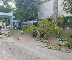 Điều tra, xác định trách nhiệm vụ gãy nhánh cây khiến 2 người chết ở Công viên Tao Đàn