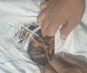 Kinh hoàng phát hiện 1 tấn chân gà chảy nước, bốc mùi hôi thối đang trên đường đi tiêu thụ