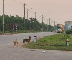 11 người bị chó dại cắn khi đang tập thể dục