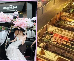 Trung Quốc rộ trào lưu các cặp đôi đổ về trang trại lợn làm đám cưới, lý do đằng sau khiến ai cũng phải gật gù tán thưởng