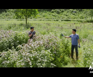 'Vui lên nào anh em ơi' tập 17: Thắng tỏ tình với Nhung, bộ 3 bạn thân bị chơi xấu, đứng trước nguy cơ trắng tay