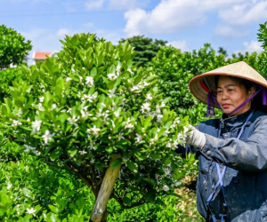 Nông dân vựa quất lớn nhất Nam Định nơm nớp lo lỡ vụ Tết