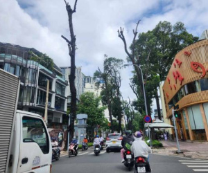 TP.HCM: Cắt tỉa hàng loạt cây xanh sau sự cố nhánh cây rơi xuống đường khiến 1 người tử vong