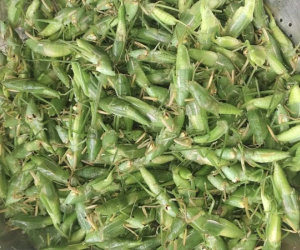 800 nghìn/kg vẫn đắt hàng, ‘tóp mỡ xanh’ thành món ăn của nhà giàu Hà Nội