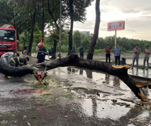 Chồng nạn nhân bị cây đè tử vong ở Hà Nội: 'Tôi dặn vợ nếu mưa to quá thì mai hãy về'