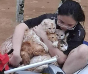 Thông tin chính xác về vụ cô gái giải cứu 4 chú mèo giữa dòng nước xiết: thà bỏ của chứ không bỏ 'con'