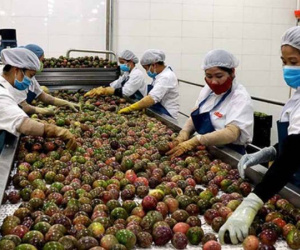 Lọt top xuất khẩu lớn nhất thế giới, một loại quả Việt Nam đón tin vui từ Úc, Mỹ
