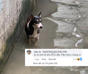 Chú chó 'phú nhị đại' ở Triều Khúc, Hà Nội đi lạc sau bão nổi tiếng khắp MXH: Tình hình hiện tại thế nào?