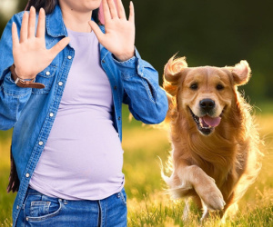 Đền bù hơn 300 triệu vì để chó làm người phụ nữ có thai giật mình