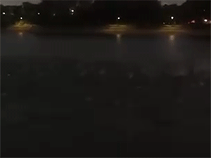 Clip đàn cá nhảy lên mặt nước ở hồ Linh Đàm (Hà Nội): Dân tình hoang mang, chuyên gia lý giải bất ngờ