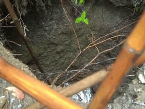 CLIP: Xuất hiện hố sụt lún sau tiếng động lớn ở Quảng Trị