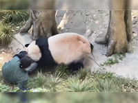 Đoạn video cho thấy, gấu trúc không phải lúc nào cũng hiền lành, dễ thương như mọi người vẫn tưởng