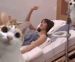 Thiều Bảo Trâm nhập viện