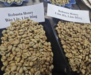 Giá cà phê Robusta tăng dữ dội chỉ sau một đêm