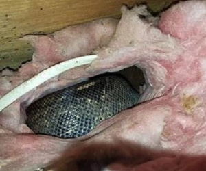 Gác mái có tiếng động lạ suốt 4 năm, cặp vợ chồng trèo lên kiểm tra thì phát hiện cảnh tượng kinh hoàng chưa từng có
