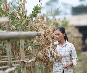 Hà Nội: Người dân trồng phật thủ ven sông Hồng mất trắng hàng tỷ đồng sau bão lũ