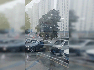 Tài xế vừa kịp 'giải cứu xế hộp' đúng lúc cây đổ xuống đường