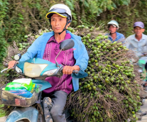 Giá tăng kỷ lục, 1 tấn cau tươi bằng cả lượng vàng