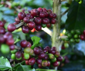 Cà phê Robusta, Arabica đồng loạt tăng giá sốc