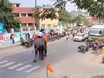 'Voi điên' tấn công trong lễ hội khiến hàng loạt xế hộp bị phá hủy