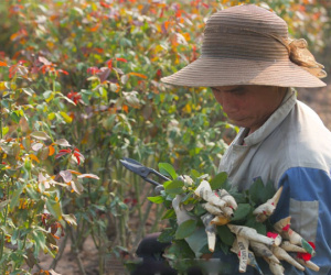 Nông dân làng hoa Mê Linh mất mùa 20/10, 'mót' từng bông hồng để bán