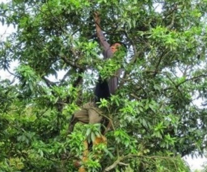 Loại cây gỗ lấy hoa nghìn tỷ đưa Việt Nam trở thành ông trùm đứng thứ 2 thế giới: Thu gần 50 triệu USD từ đầu năm, Ấn Độ có bao nhiêu mua bấy nhiêu