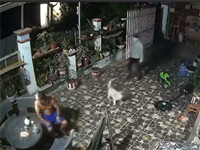 Đang ngồi uống nước trong nhà, người đàn ông vẫn bị kẻ gian vào tận sân giật dây chuyền dù có chó canh ngay bên cạnh