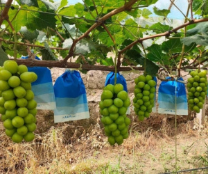 Thêm một nước ASEAN điều tra thông tin nho Shine Muscat nhiễm thuốc trừ sâu